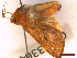  ( - CLV43364)  @11 [ ] CreativeCommons  Attribution Non-Commercial Share-Alike (2022) Carlos Lopez Vaamonde Institut National de la Recherche Agronomique, Zoologie Forestiere