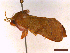  ( - CLV43372)  @11 [ ] CreativeCommons  Attribution Non-Commercial Share-Alike (2022) Carlos Lopez Vaamonde Institut National de la Recherche Agronomique, Zoologie Forestiere