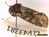  ( - CLV43381)  @11 [ ] CreativeCommons  Attribution Non-Commercial Share-Alike (2022) Carlos Lopez Vaamonde Institut National de la Recherche Agronomique, Zoologie Forestiere