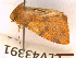  ( - CLV43391)  @11 [ ] CreativeCommons  Attribution Non-Commercial Share-Alike (2022) Carlos Lopez Vaamonde Institut National de la Recherche Agronomique, Zoologie Forestiere