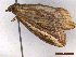  ( - CLV43395)  @11 [ ] CreativeCommons  Attribution Non-Commercial Share-Alike (2022) Carlos Lopez Vaamonde Institut National de la Recherche Agronomique, Zoologie Forestiere