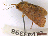  ( - CLV43398)  @11 [ ] CreativeCommons  Attribution Non-Commercial Share-Alike (2022) Carlos Lopez Vaamonde Institut National de la Recherche Agronomique, Zoologie Forestiere