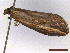  ( - CLV43402)  @11 [ ] CreativeCommons  Attribution Non-Commercial Share-Alike (2022) Carlos Lopez Vaamonde Institut National de la Recherche Agronomique, Zoologie Forestiere