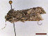  ( - CLV43404)  @11 [ ] CreativeCommons  Attribution Non-Commercial Share-Alike (2022) Carlos Lopez Vaamonde Institut National de la Recherche Agronomique, Zoologie Forestiere