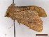  ( - CLV43407)  @11 [ ] CreativeCommons  Attribution Non-Commercial Share-Alike (2022) Carlos Lopez Vaamonde Institut National de la Recherche Agronomique, Zoologie Forestiere