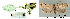  ( - CLV43425)  @11 [ ] CreativeCommons  Attribution Non-Commercial Share-Alike (2022) Carlos Lopez Vaamonde Institut National de la Recherche Agronomique, Zoologie Forestiere