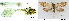  ( - CLV43427)  @11 [ ] CreativeCommons  Attribution Non-Commercial Share-Alike (2022) Carlos Lopez Vaamonde Institut National de la Recherche Agronomique, Zoologie Forestiere