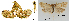 ( - CLV43428)  @11 [ ] CreativeCommons  Attribution Non-Commercial Share-Alike (2022) Carlos Lopez Vaamonde Institut National de la Recherche Agronomique, Zoologie Forestiere
