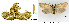  ( - CLV43429)  @11 [ ] CreativeCommons  Attribution Non-Commercial Share-Alike (2022) Carlos Lopez Vaamonde Institut National de la Recherche Agronomique, Zoologie Forestiere