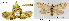  ( - CLV43430)  @11 [ ] CreativeCommons  Attribution Non-Commercial Share-Alike (2022) Carlos Lopez Vaamonde Institut National de la Recherche Agronomique, Zoologie Forestiere