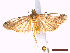  ( - CLV43446)  @11 [ ] CreativeCommons  Attribution Non-Commercial Share-Alike (2022) Carlos Lopez Vaamonde Institut National de la Recherche Agronomique, Zoologie Forestiere