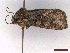  ( - CLV43494)  @11 [ ] CreativeCommons  Attribution Non-Commercial Share-Alike (2022) Carlos Lopez Vaamonde Institut National de la Recherche Agronomique, Zoologie Forestiere
