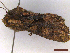  ( - CLV43533)  @11 [ ] CreativeCommons  Attribution Non-Commercial Share-Alike (2022) Carlos Lopez Vaamonde Institut National de la Recherche Agronomique, Zoologie Forestiere