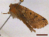  ( - CLV43543)  @11 [ ] CreativeCommons  Attribution Non-Commercial Share-Alike (2022) Carlos Lopez Vaamonde Institut National de la Recherche Agronomique, Zoologie Forestiere