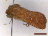  ( - CLV43548)  @11 [ ] CreativeCommons  Attribution Non-Commercial Share-Alike (2022) Carlos Lopez Vaamonde Institut National de la Recherche Agronomique, Zoologie Forestiere