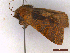  ( - CLV43549)  @11 [ ] CreativeCommons  Attribution Non-Commercial Share-Alike (2022) Carlos Lopez Vaamonde Institut National de la Recherche Agronomique, Zoologie Forestiere