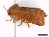  ( - CLV43602)  @11 [ ] CreativeCommons  Attribution Non-Commercial Share-Alike (2022) Carlos Lopez Vaamonde Institut National de la Recherche Agronomique, Zoologie Forestiere