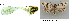  ( - CLV43613)  @11 [ ] CreativeCommons  Attribution Non-Commercial Share-Alike (2022) Carlos Lopez Vaamonde Institut National de la Recherche Agronomique, Zoologie Forestiere