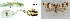  ( - CLV43614)  @11 [ ] CreativeCommons  Attribution Non-Commercial Share-Alike (2022) Carlos Lopez Vaamonde Institut National de la Recherche Agronomique, Zoologie Forestiere