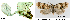  ( - CLV43616)  @11 [ ] CreativeCommons  Attribution Non-Commercial Share-Alike (2022) Carlos Lopez Vaamonde Institut National de la Recherche Agronomique, Zoologie Forestiere