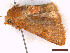  ( - CLV43667)  @11 [ ] CreativeCommons  Attribution Non-Commercial Share-Alike (2022) Carlos Lopez Vaamonde Institut National de la Recherche Agronomique, Zoologie Forestiere