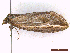  ( - CLV43692)  @11 [ ] CreativeCommons  Attribution Non-Commercial Share-Alike (2022) Carlos Lopez Vaamonde Institut National de la Recherche Agronomique, Zoologie Forestiere