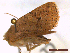  ( - CLV43700)  @11 [ ] CreativeCommons  Attribution Non-Commercial Share-Alike (2022) Carlos Lopez Vaamonde Institut National de la Recherche Agronomique, Zoologie Forestiere