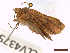  ( - CLV43757)  @11 [ ] CreativeCommons  Attribution Non-Commercial Share-Alike (2022) Carlos Lopez Vaamonde Institut National de la Recherche Agronomique, Zoologie Forestiere