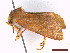  ( - CLV43758)  @11 [ ] CreativeCommons  Attribution Non-Commercial Share-Alike (2022) Carlos Lopez Vaamonde Institut National de la Recherche Agronomique, Zoologie Forestiere