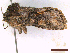  ( - CLV43827)  @11 [ ] CreativeCommons  Attribution Non-Commercial Share-Alike (2022) Carlos Lopez Vaamonde Institut National de la Recherche Agronomique, Zoologie Forestiere
