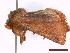  ( - CLV43853)  @11 [ ] CreativeCommons  Attribution Non-Commercial Share-Alike (2022) Carlos Lopez Vaamonde Institut National de la Recherche Agronomique, Zoologie Forestiere