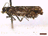  ( - CLV44061)  @11 [ ] CreativeCommons  Attribution Non-Commercial Share-Alike (2022) Carlos Lopez Vaamonde Institut National de la Recherche Agronomique, Zoologie Forestiere
