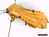  ( - CLV44066)  @11 [ ] CreativeCommons  Attribution Non-Commercial Share-Alike (2022) Carlos Lopez Vaamonde Institut National de la Recherche Agronomique, Zoologie Forestiere