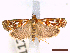  ( - CLV44112)  @11 [ ] CreativeCommons  Attribution Non-Commercial Share-Alike (2022) Carlos Lopez Vaamonde Institut National de la Recherche Agronomique, Zoologie Forestiere