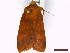  (Anchoscelis pistacinoides - CLV44167)  @11 [ ] CreativeCommons  Attribution Non-Commercial Share-Alike (2022) Carlos Lopez Vaamonde Institut National de la Recherche Agronomique, Zoologie Forestiere