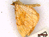  ( - CLV44212)  @11 [ ] CreativeCommons  Attribution Non-Commercial Share-Alike (2022) Carlos Lopez Vaamonde Institut National de la Recherche Agronomique, Zoologie Forestiere