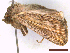  (Anapoma riparia - CLV44243)  @11 [ ] CreativeCommons  Attribution Non-Commercial Share-Alike (2022) Carlos Lopez Vaamonde Institut National de la Recherche Agronomique, Zoologie Forestiere