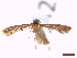  ( - CLV44250)  @11 [ ] CreativeCommons  Attribution Non-Commercial Share-Alike (2022) Carlos Lopez Vaamonde Institut National de la Recherche Agronomique, Zoologie Forestiere