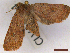  ( - CLV44344)  @11 [ ] CreativeCommons  Attribution Non-Commercial Share-Alike (2022) Carlos Lopez Vaamonde Institut National de la Recherche Agronomique, Zoologie Forestiere