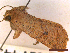  ( - CLV44361)  @11 [ ] CreativeCommons  Attribution Non-Commercial Share-Alike (2022) Carlos Lopez Vaamonde Institut National de la Recherche Agronomique, Zoologie Forestiere