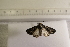  ( - CLV44487)  @11 [ ] CreativeCommons  Attribution Non-Commercial Share-Alike (2022) Carlos Lopez Vaamonde Institut National de la Recherche Agronomique, Zoologie Forestiere