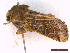  (Anchoscelis lunosa - CLV44533)  @11 [ ] CreativeCommons  Attribution Non-Commercial Share-Alike (2052) Carlos Lopez Vaamonde Institut National de la Recherche Agronomique, Zoologie Forestiere