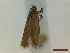  ( - CLV44545)  @11 [ ] CreativeCommons  Attribution Non-Commercial Share-Alike (2023) Carlos Lopez Vaamonde Institut National de la Recherche Agronomique, Zoologie Forestiere