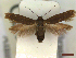  ( - CLV44556)  @11 [ ] CreativeCommons  Attribution Non-Commercial Share-Alike (2023) Carlos Lopez Vaamonde Institut National de la Recherche Agronomique, Zoologie Forestiere
