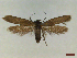  ( - CLV44561)  @11 [ ] CreativeCommons  Attribution Non-Commercial Share-Alike (2023) Carlos Lopez Vaamonde Institut National de la Recherche Agronomique, Zoologie Forestiere