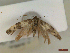  ( - CLV44565)  @11 [ ] CreativeCommons  Attribution Non-Commercial Share-Alike (2023) Carlos Lopez Vaamonde Institut National de la Recherche Agronomique, Zoologie Forestiere