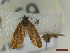  ( - CLV44569)  @11 [ ] CreativeCommons  Attribution Non-Commercial Share-Alike (2023) Carlos Lopez Vaamonde Institut National de la Recherche Agronomique, Zoologie Forestiere