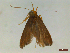  ( - CLV44575)  @11 [ ] CreativeCommons  Attribution Non-Commercial Share-Alike (2023) Carlos Lopez Vaamonde Institut National de la Recherche Agronomique, Zoologie Forestiere