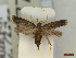  ( - CLV44577)  @11 [ ] CreativeCommons  Attribution Non-Commercial Share-Alike (2023) Carlos Lopez Vaamonde Institut National de la Recherche Agronomique, Zoologie Forestiere