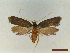  ( - CLV44578)  @11 [ ] CreativeCommons  Attribution Non-Commercial Share-Alike (2023) Carlos Lopez Vaamonde Institut National de la Recherche Agronomique, Zoologie Forestiere